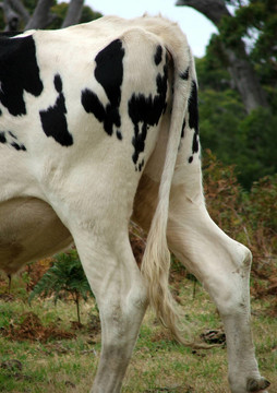 動物牛