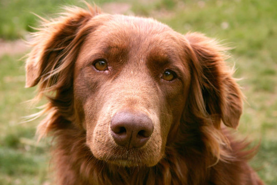 治療犬