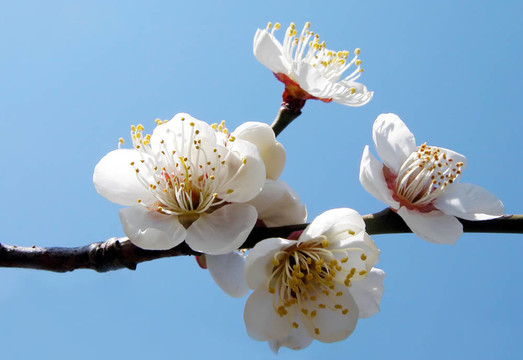 梅的花序