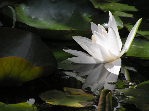 莉莉在池塘里