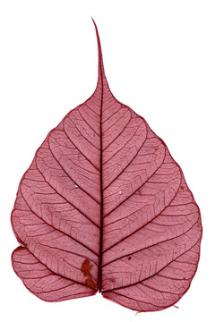 紅干離開