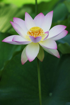 蓮花