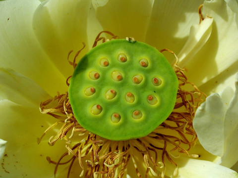蓮花