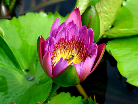 水百合花