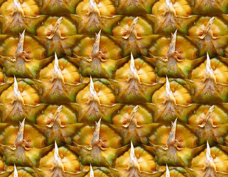 菠蘿
