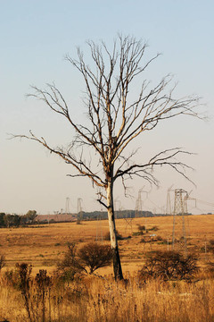 死樹(shù)