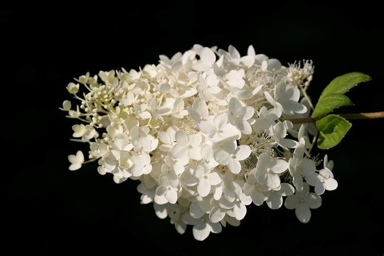 繡球