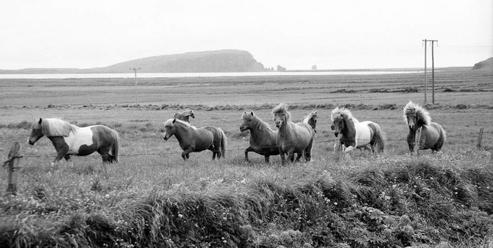 冰島馬