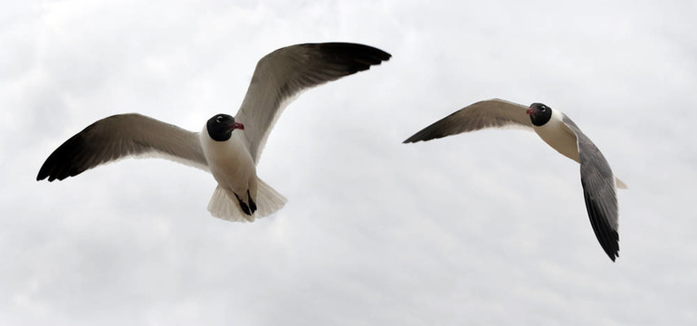 鳥夫婦