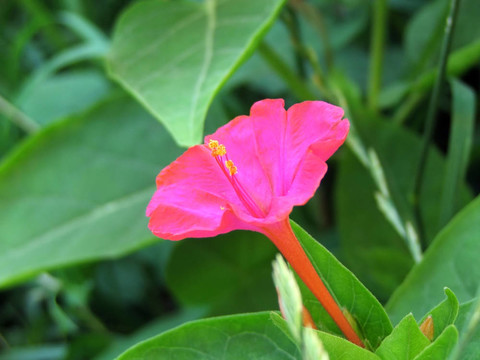粉紅色的花