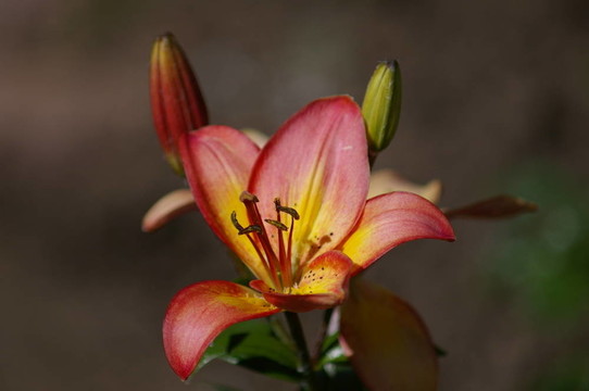 紅百合