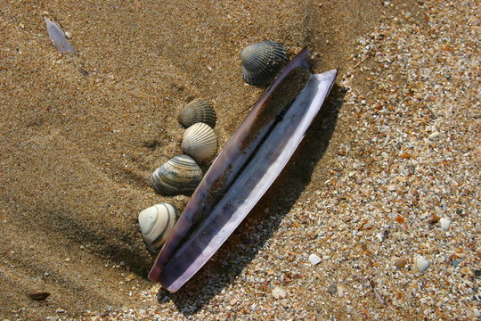 海灘上的貝殼