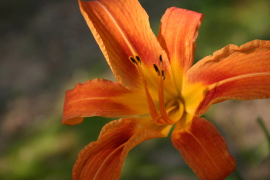 老虎百合