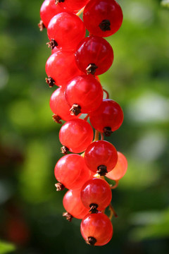 紅醋栗