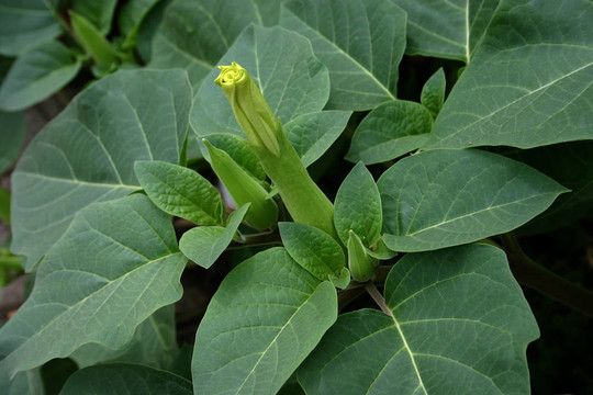 曼陀羅的花蕾