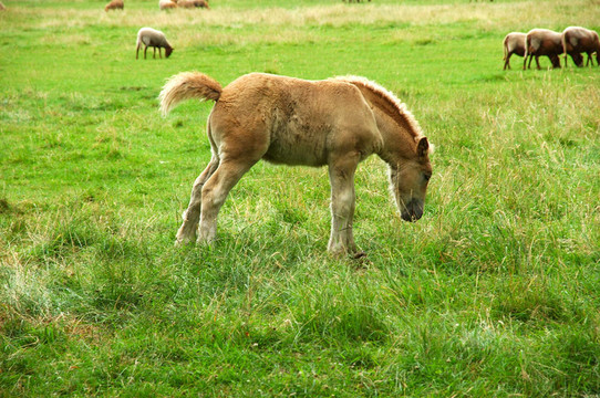 Colt；馬；小馬駒。