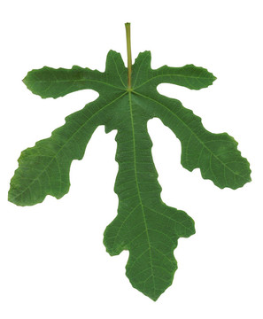 無(wú)花果葉