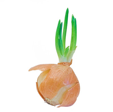 發(fā)芽的洋蔥