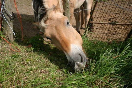 餓馬