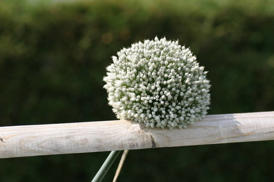 籬笆上的花