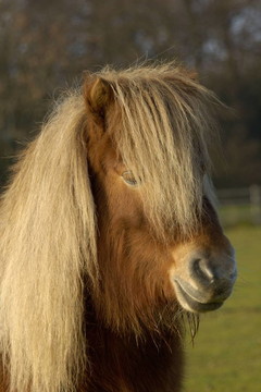 小馬