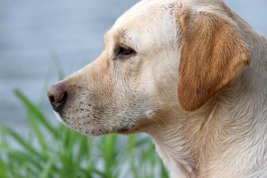 拉布拉多獵犬