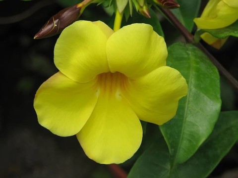 熱帶花卉