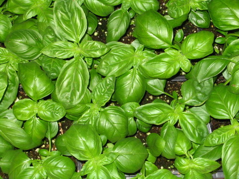 羅勒植物