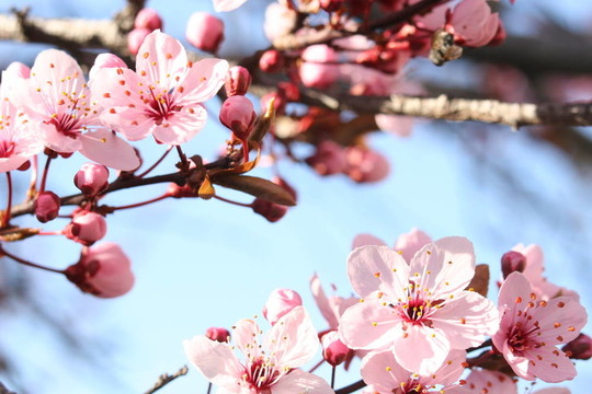 櫻花