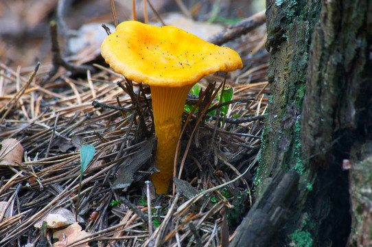 蘑菇雞油菌