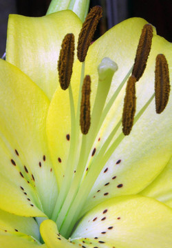 花黃色lillium