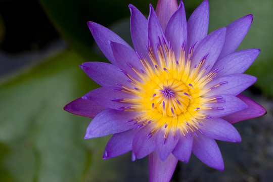 蓮花