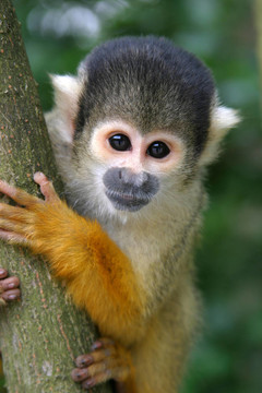 可愛(ài)的squirrelmonkey