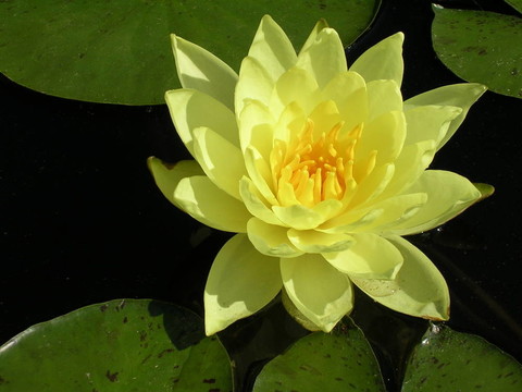 水百合