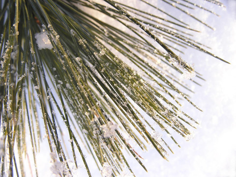 雪上的松樹(shù)針