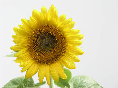 太陽(yáng)花的分離