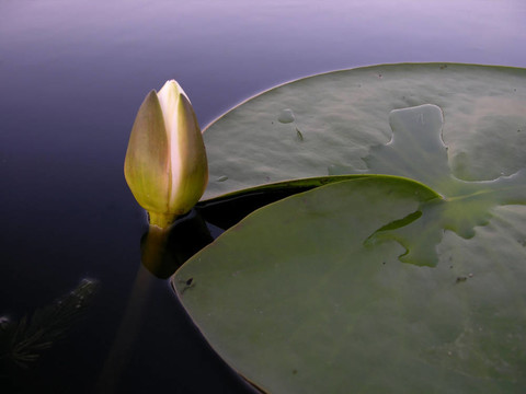 水百合