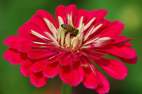 蜜蜂