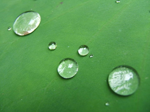 樹(shù)葉上的雨滴