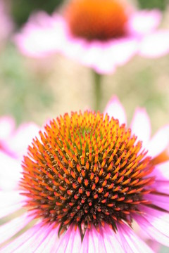 紫松果菊