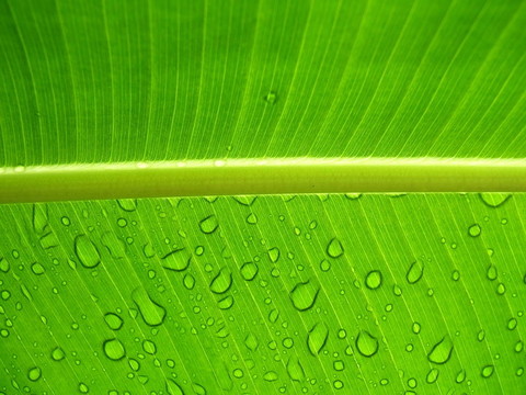 樹葉上的雨滴