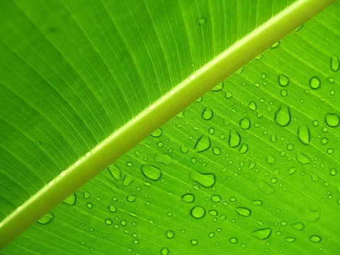 樹葉上的雨滴