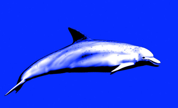 海豚3