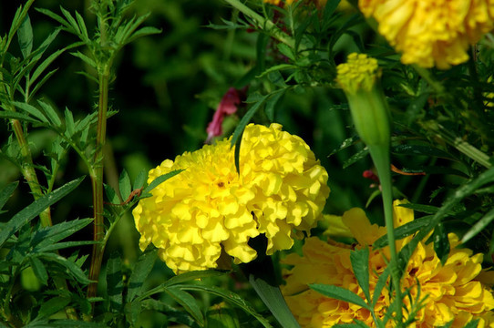 金盞花