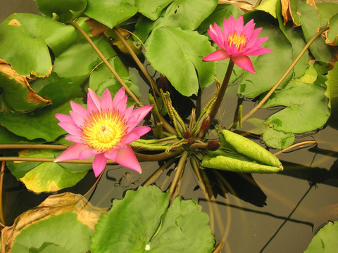 荷花