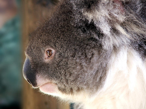 動物- Koala