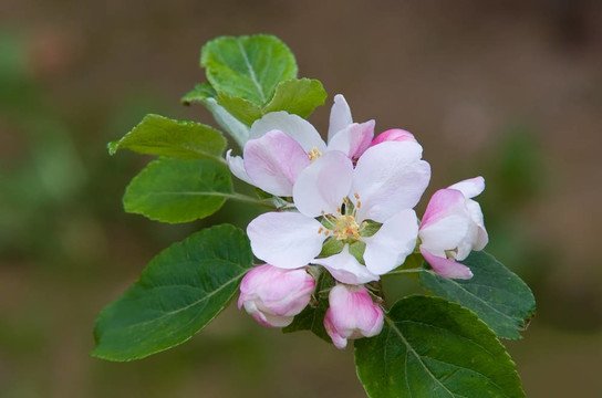 蘋果花