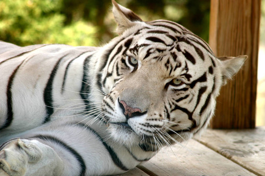 懶洋洋的White Tiger