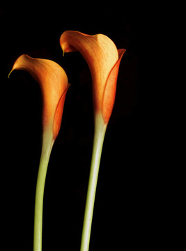 Orange Calla百合
