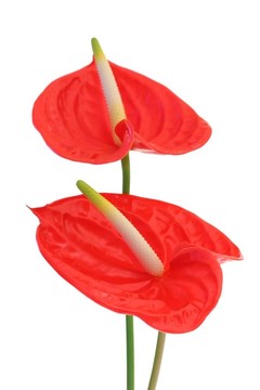紅掌